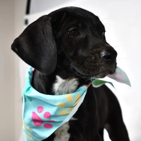 Parmesan thumbnail 5