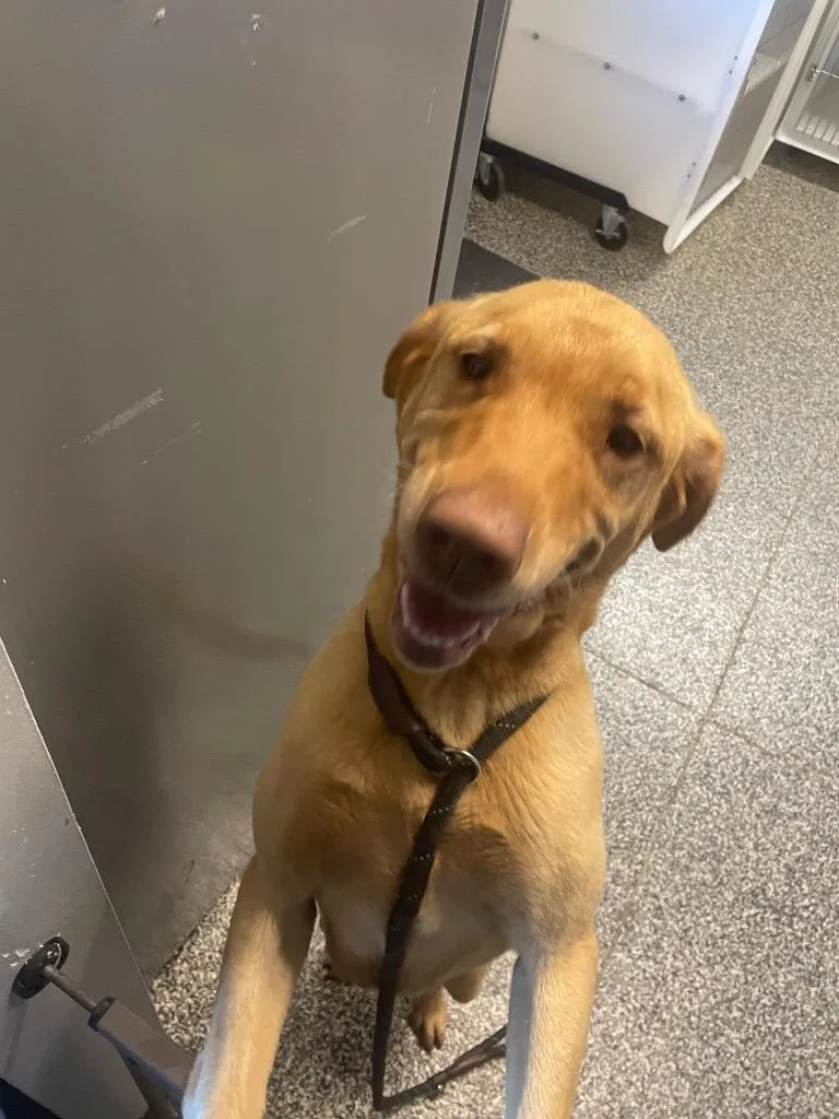 A young large-sized female Mixed Breed dog named Brenda for adoption in Columbia, TN