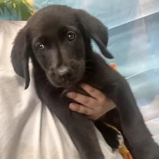 A baby small-sized male Black Labrador Retriever dog named Boogie Board for adoption in East Smithfield , PA