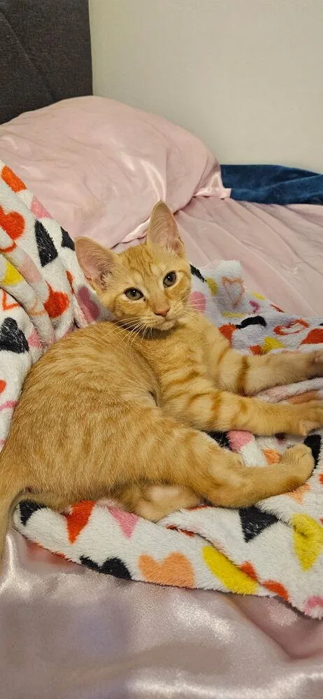 A baby small-sized female Tabby (Orange / Red) Domestic Short Hair cat named Katie for adoption in Wellington, FL