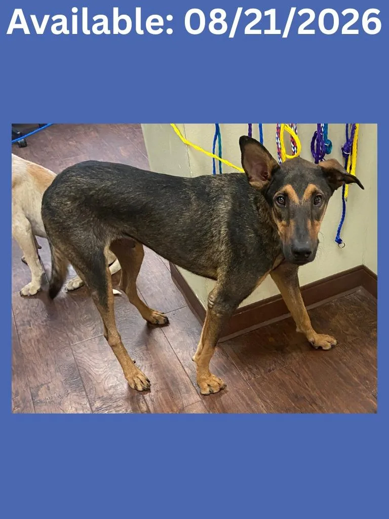 A young large-sized male Doberman Pinscher dog named Dog Kennel Kilo for adoption in Greenville, TX