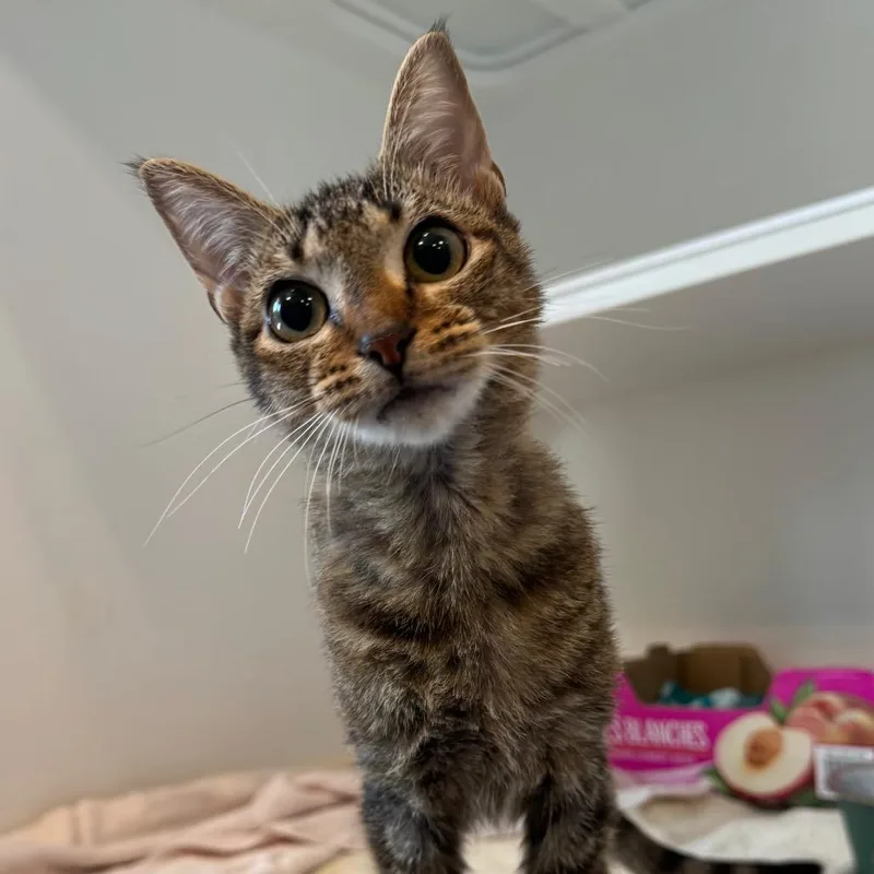 A young small-sized female Domestic Short Hair cat named Sheila for adoption in Greensboro, NC