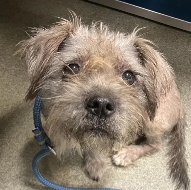 A young small-sized female Mixed Breed dog named Georgia for adoption in Dallas, TX