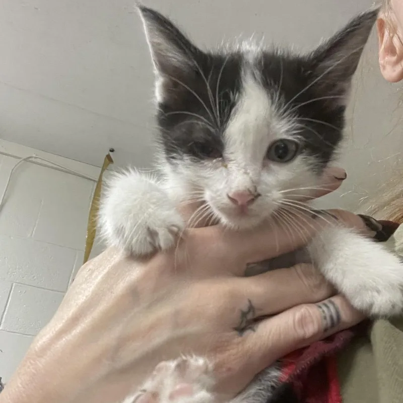 A baby small-sized male White Domestic Short Hair cat named Bishop for adoption in Eureka Springs, AR