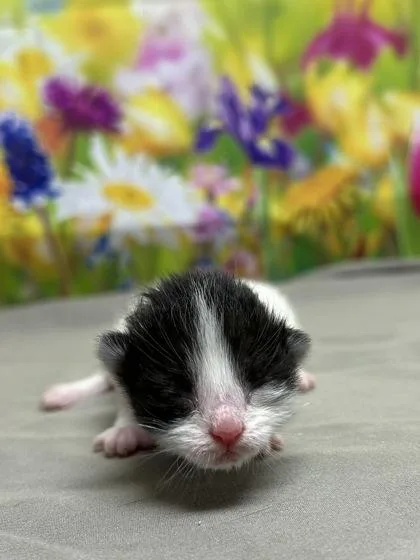 A baby small-sized female Domestic Short Hair cat named Honey Lemon for adoption in San Antonio, TX