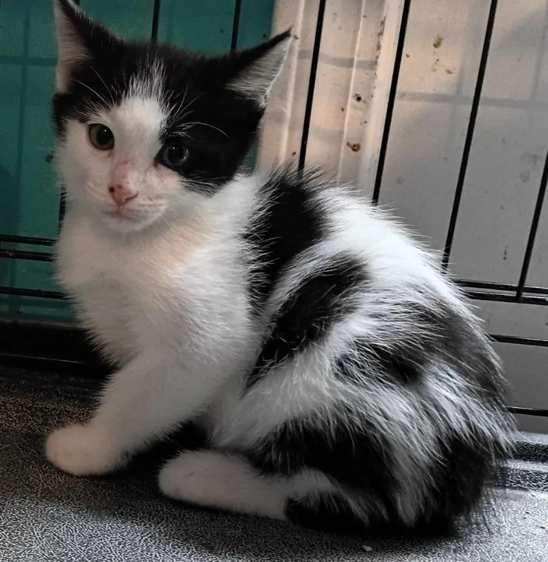 A baby small-sized female Domestic Short Hair cat named Justice for adoption in Crocker, MO