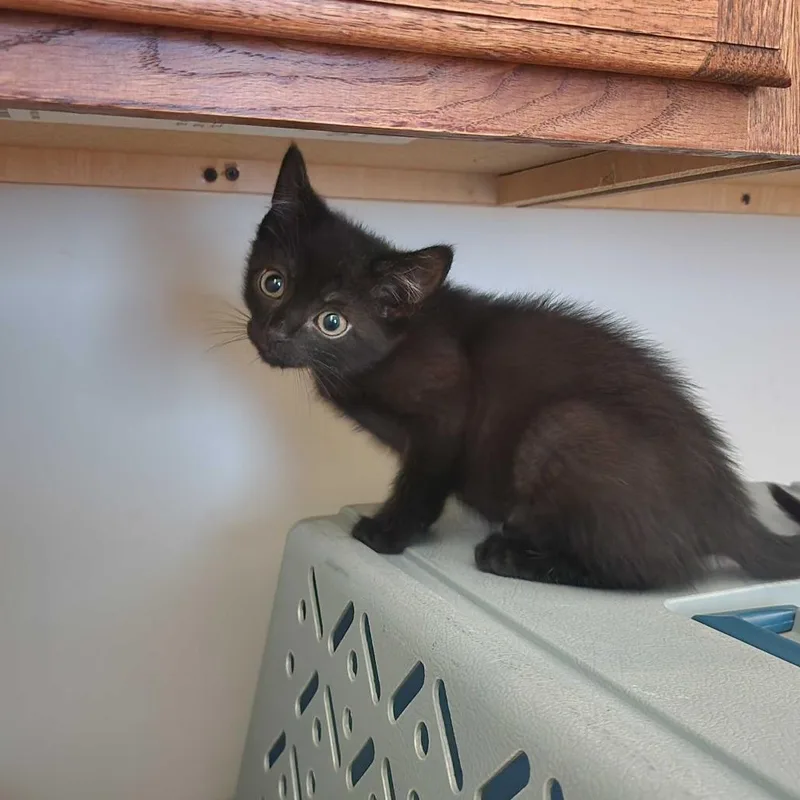 Nyx