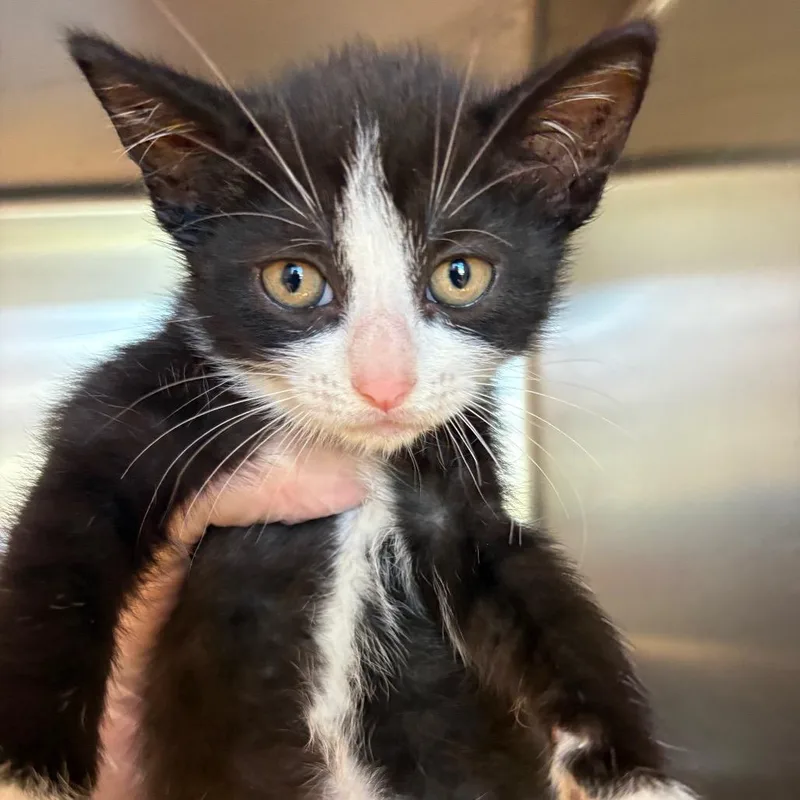 A baby small-sized male Black Domestic Short Hair cat named Kabu for adoption in Newark, NJ