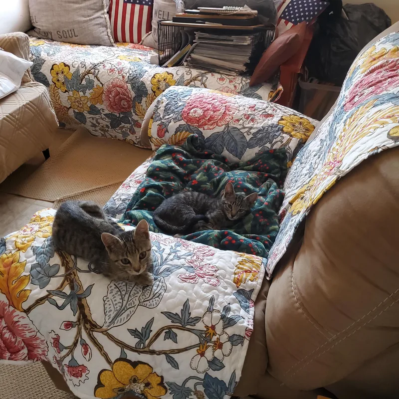 A baby small-sized female Tabby (Brown / Chocolate) Tabby cat named Moiraine for adoption in Tucson, AZ