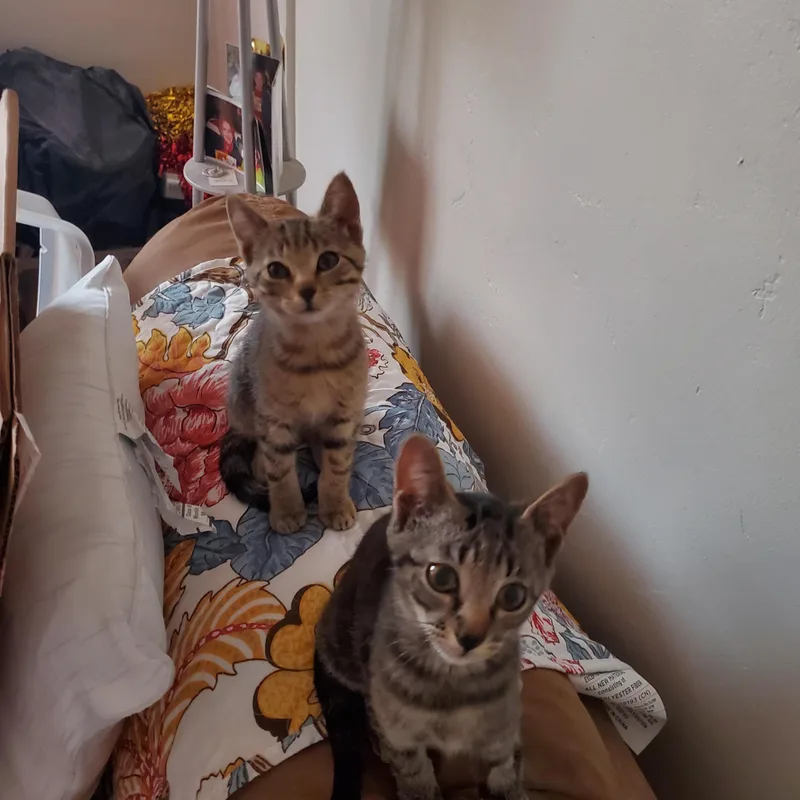 Moiraine thumbnail 2