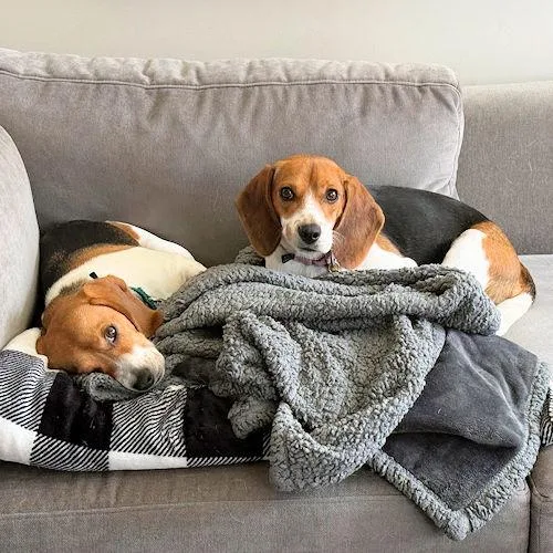 A young medium-sized female Tricolor (Brown, Black, & White) Beagle dog named Kyra And Lyra for adoption in Toledo, OH