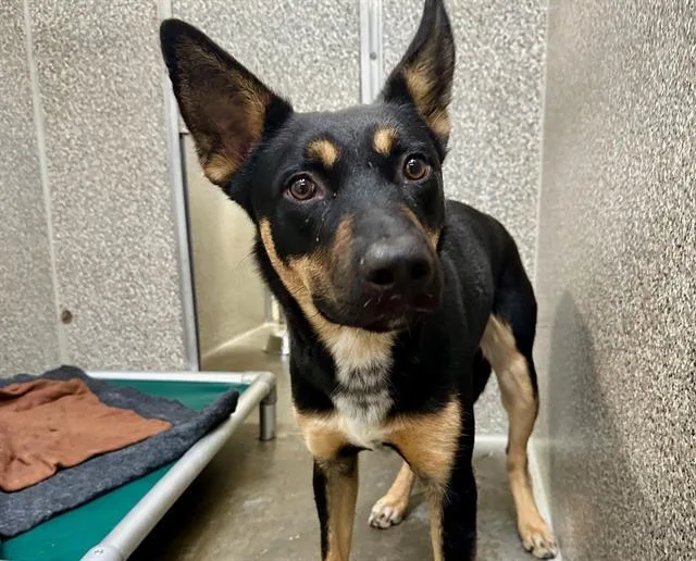 A young medium-sized male German Shepherd Dog dog named Cooper for adoption in Santa Rosa, CA