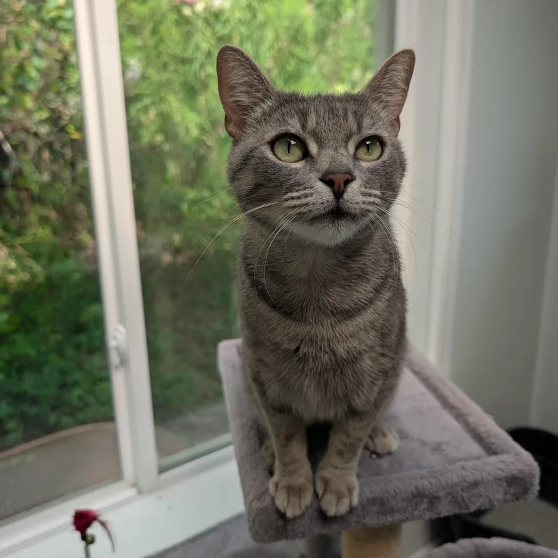 A young medium-sized female Tabby (Gray / Blue / Silver) Domestic Short Hair cat named Reese for adoption in Waynesville, NC