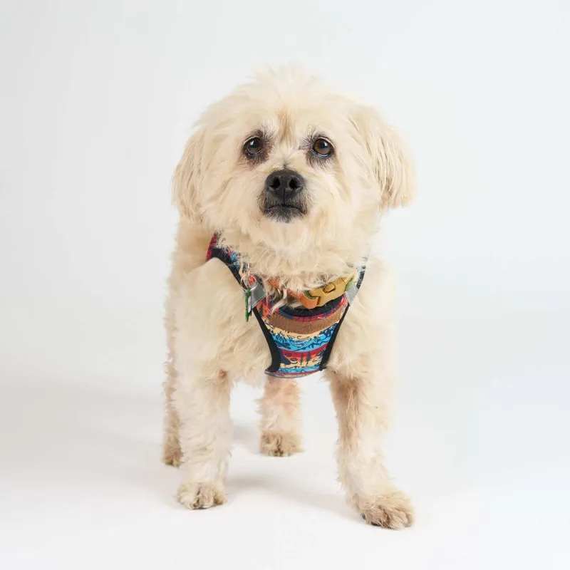 A senior small-sized male White / Cream Maltese dog named Beardsley for adoption in San Francisco, CA