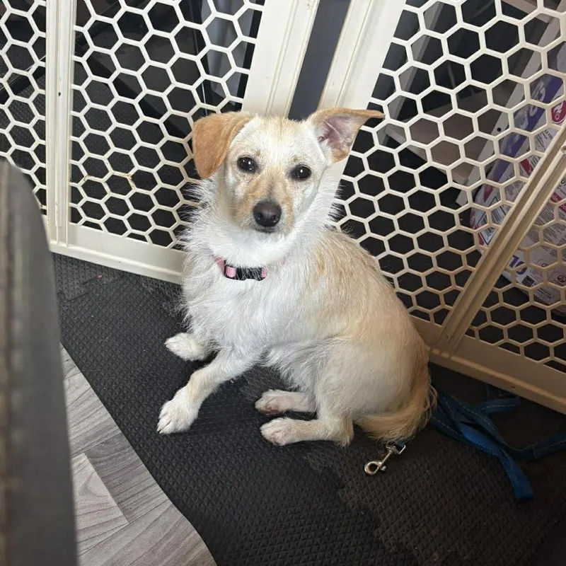 A young small-sized female White / Cream Parson Russell Terrier dog named Cali for adoption in Cleveland, TN