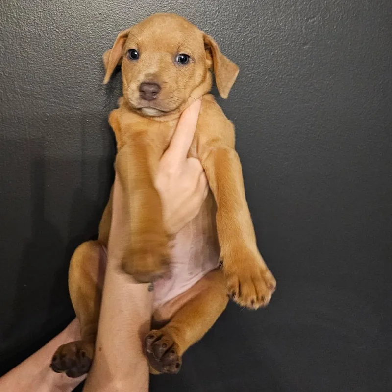 A baby medium-sized male Brown / Chocolate Mixed Breed dog named Grout for adoption in Mocksville, NC