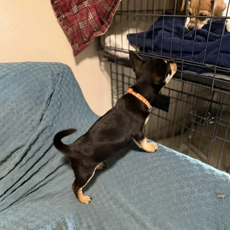 Verdict D Arriving thumbnail 2