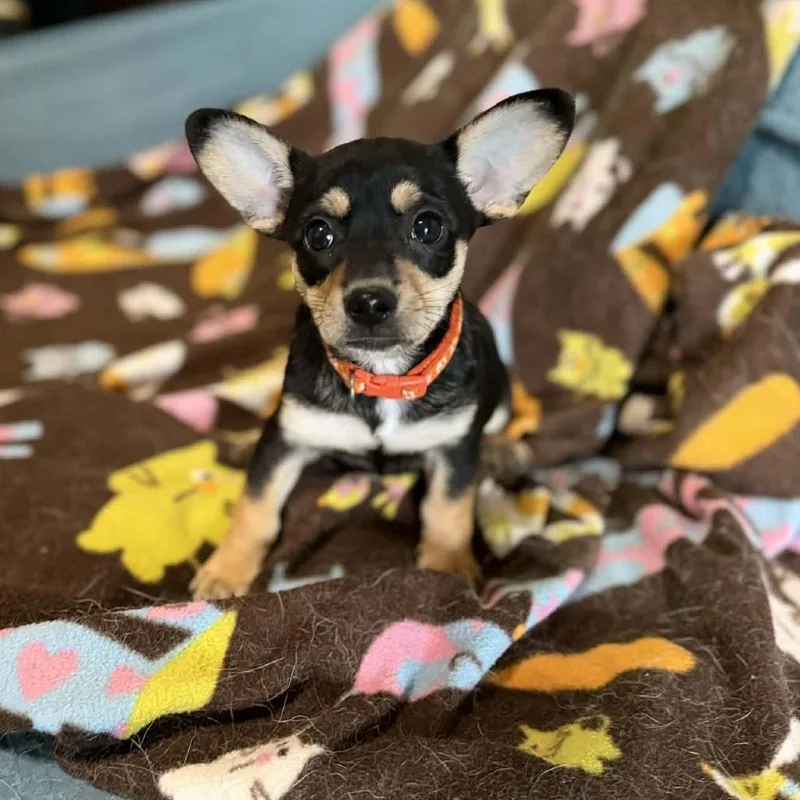 Verdict D Arriving thumbnail 4