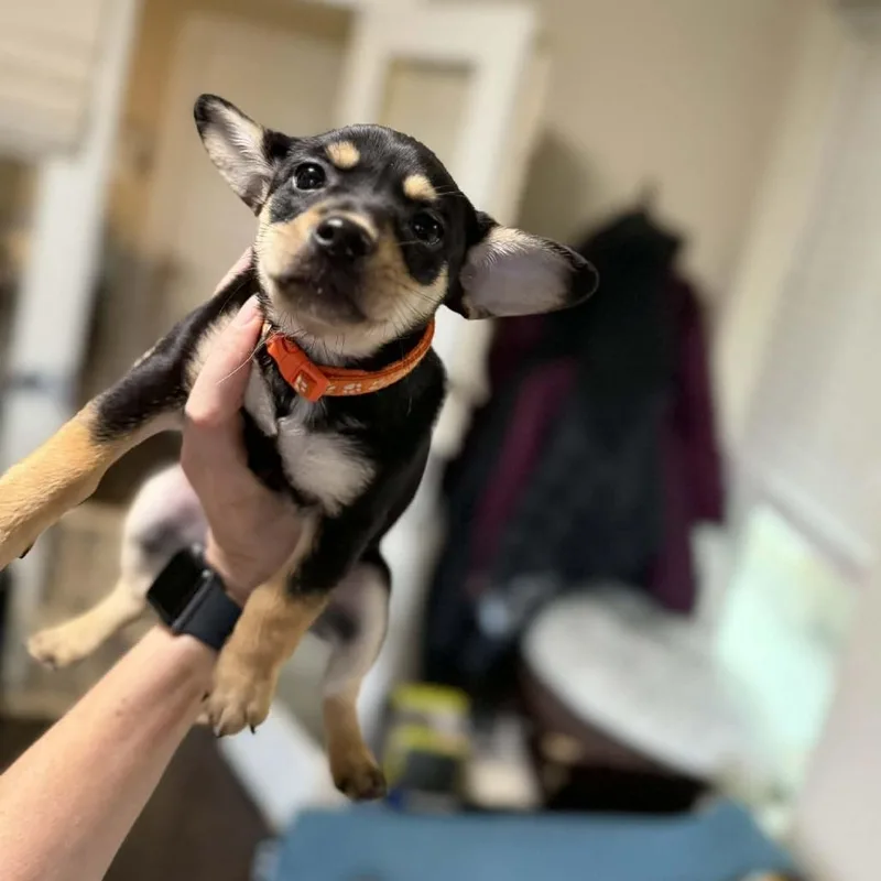 Verdict D Arriving thumbnail 5