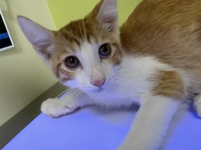 A baby small-sized male Domestic Short Hair cat named Edgar for adoption in Pueblo, CO