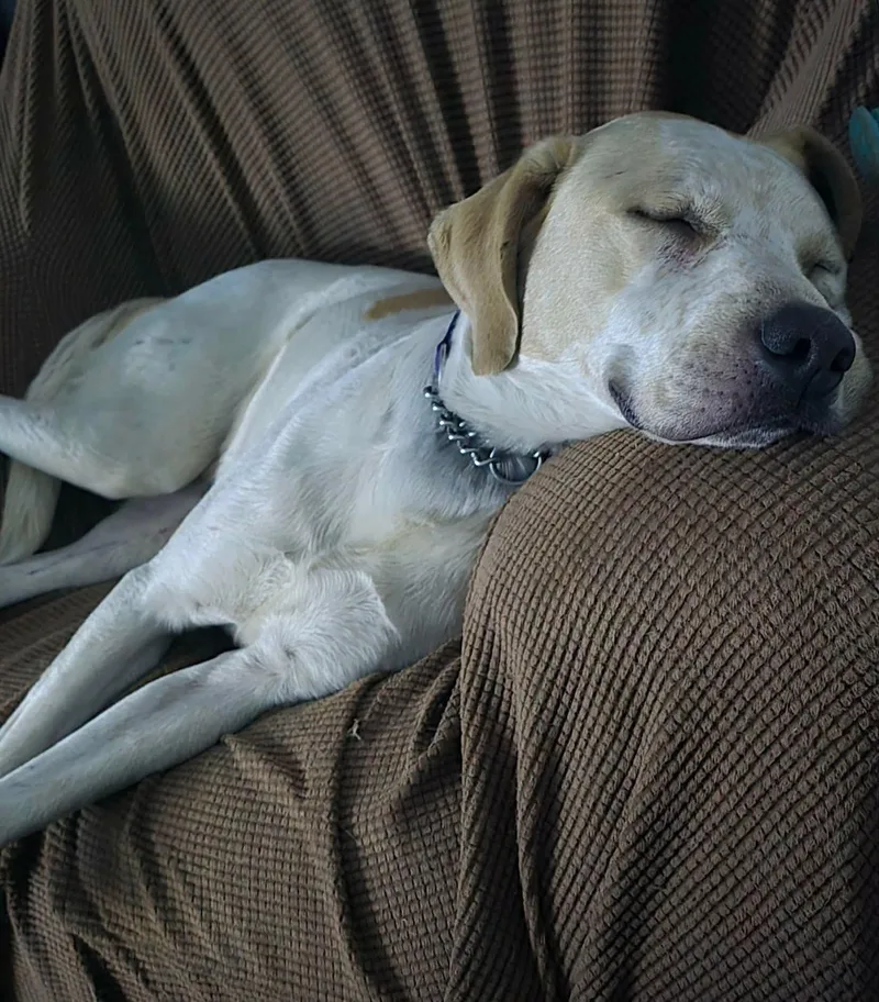 A young large-sized male Apricot / Beige Yellow Labrador Retriever dog named Charlie for adoption in Spring Hill, TN
