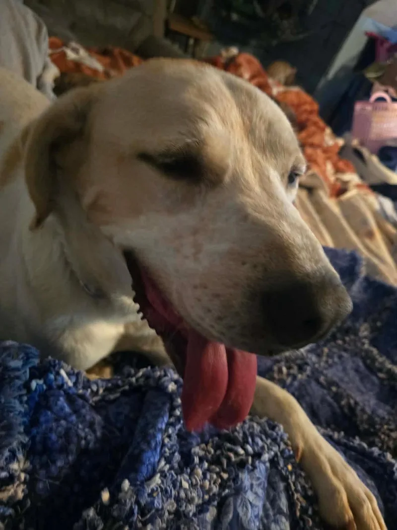 Charlie thumbnail 4