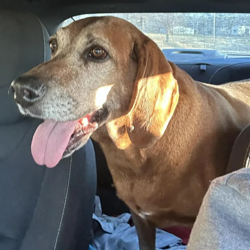 A senior large-sized male Red / Chestnut / Orange Redbone Coonhound dog named Clifford for adoption in Springfield, MO
