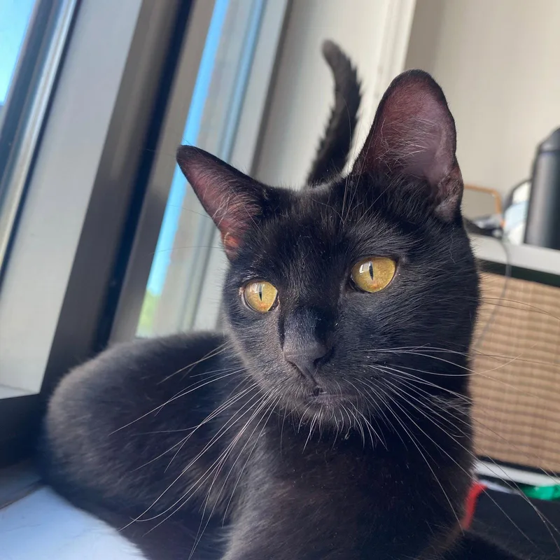 An adult medium-sized male Black Domestic Short Hair cat named Brit for adoption in Brooklyn, NY