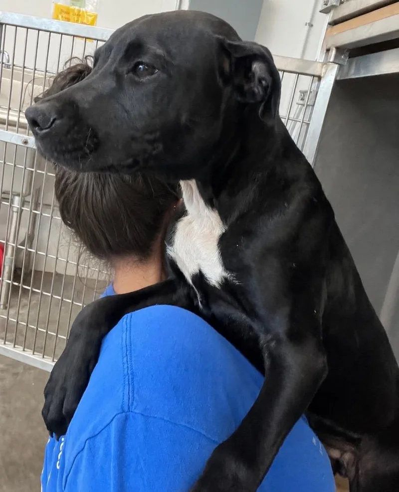 A baby medium-sized male Mixed Breed dog named Capel for adoption in Mount Gilead, NC