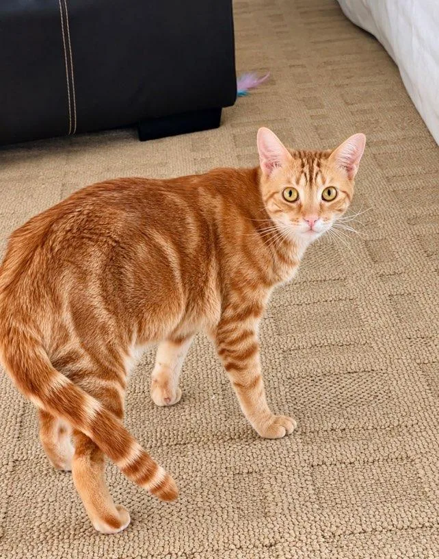 An adult medium-sized female Domestic Short Hair cat named Chanel for adoption in Boca Raton, FL