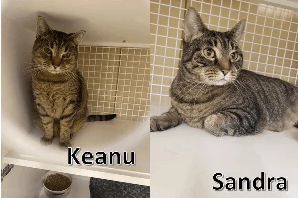 An adult medium-sized male Tabby (Brown / Chocolate) Tiger cat named Keanu And Sandra for adoption in Nottingham, MD