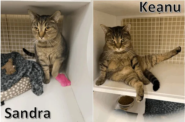 Keanu And Sandra thumbnail 3