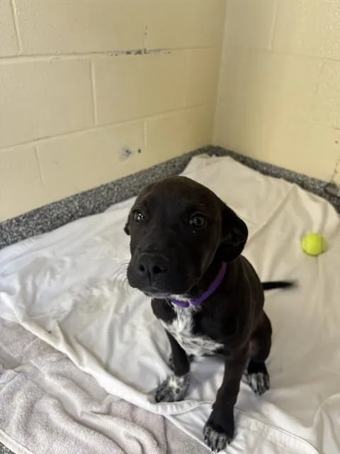 A baby medium-sized female Labrador Retriever dog named Maisey for adoption in Brewster, MA