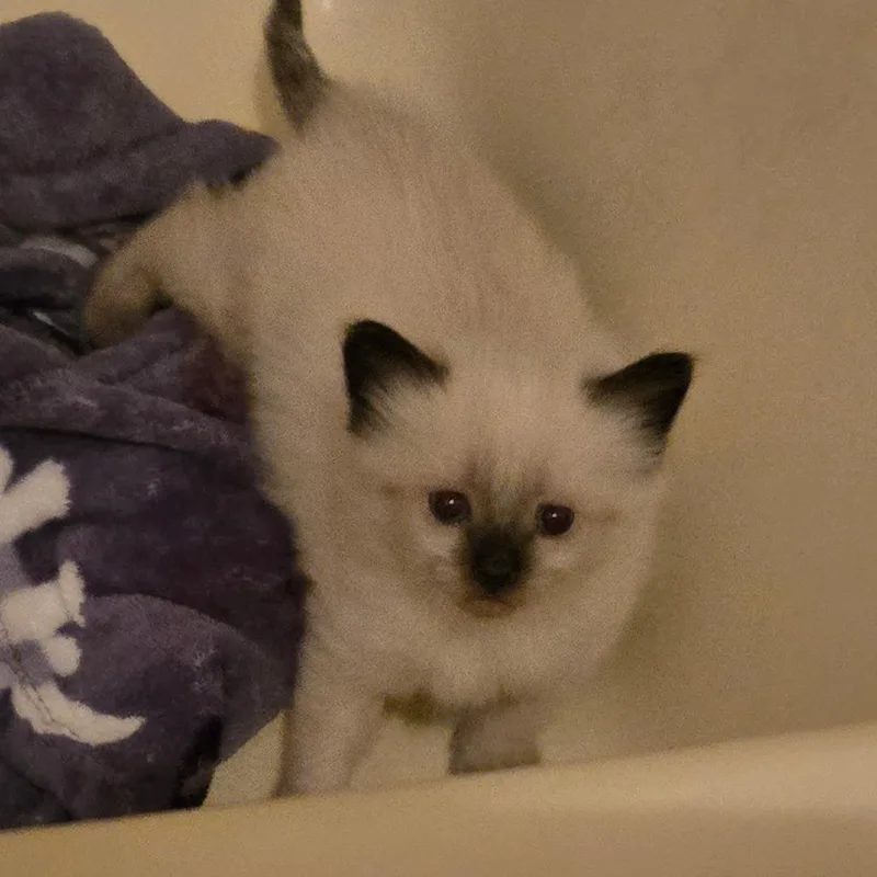 A baby small-sized male White Domestic Short Hair cat named Focaccia for adoption in Pagosa Springs, CO