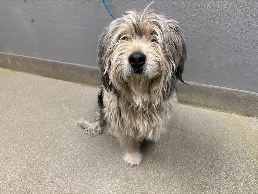 Shaggy