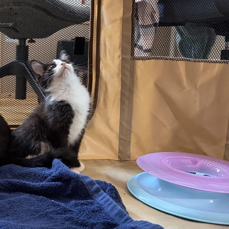 A baby medium-sized male Black & White / Tuxedo Domestic Short Hair cat named Squeaky Hinge for adoption in Cleveland Heights, OH