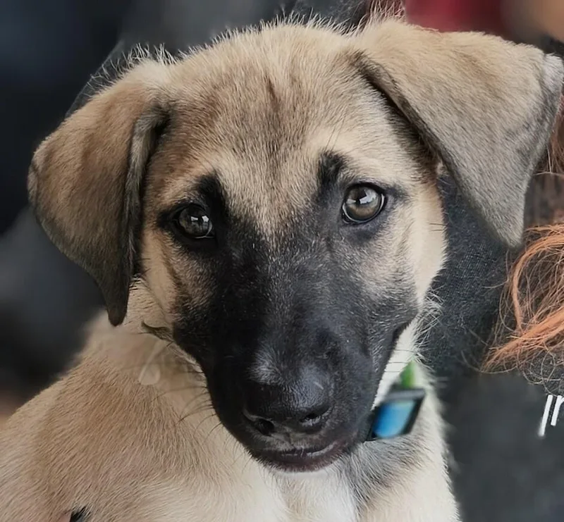 Zoe