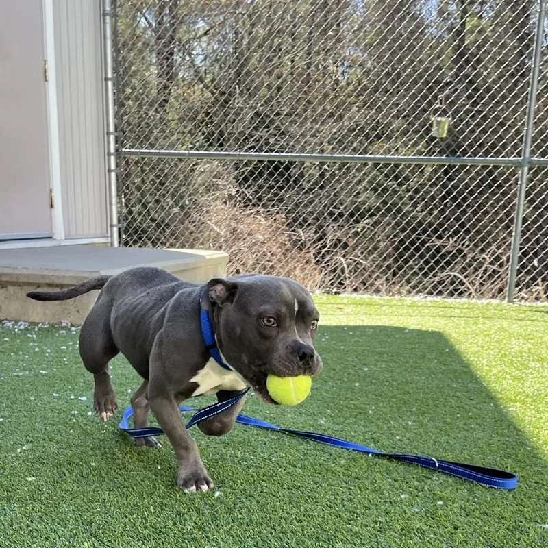 An adult medium-sized male Gray / Blue / Silver Pit Bull Terrier dog named Cooper for adoption in Bedford, NH