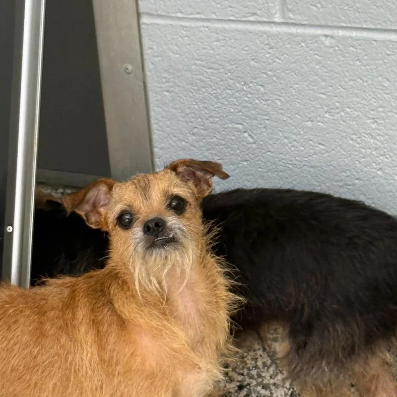 An adult small-sized female Golden Chihuahua dog named Sadie for adoption in Madisonville, TN