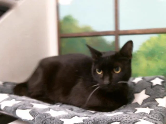 A senior medium-sized male Domestic Short Hair cat named Kanguro for adoption in Houston, TX