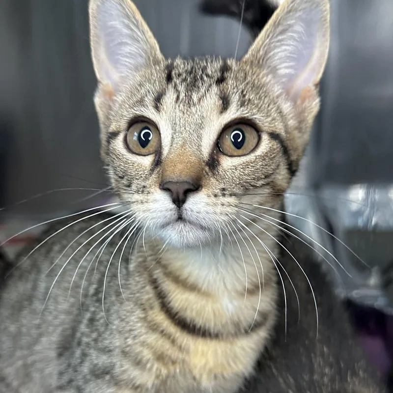 A baby small-sized male Brown / Chocolate Domestic Short Hair cat named Tigger for adoption in Matteson, IL