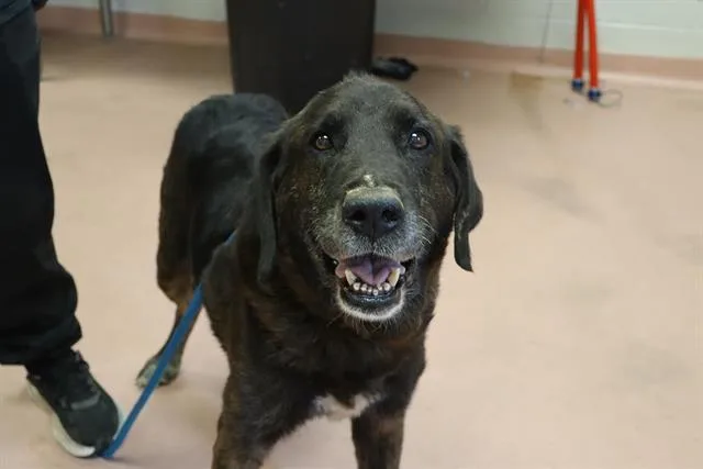 An adult large-sized male Mixed Breed dog named Elmer for adoption in Columbia, SC