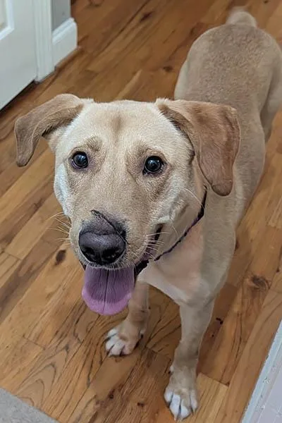 An adult medium-sized male Yellow / Tan / Blond / Fawn Yellow Labrador Retriever dog named Jake for adoption in Lake Wylie, SC