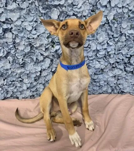 A young small-sized male Shepherd dog named Blinky for adoption in Bakersfield, CA