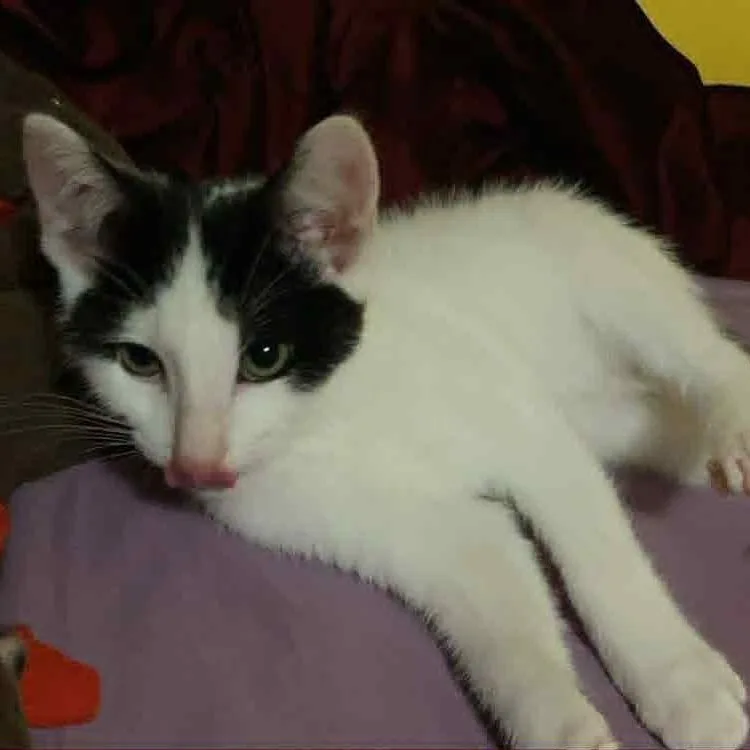 A baby medium-sized male White Domestic Short Hair cat named Crockpot for adoption in Martinsville, IN