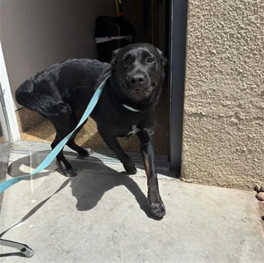 A young large-sized female Australian Kelpie dog named Tinsley for adoption in Mesa, AZ