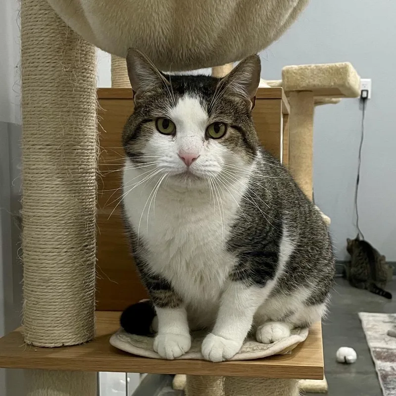 An adult large-sized male White Domestic Short Hair cat named Reindeer for adoption in Fairmont, WV