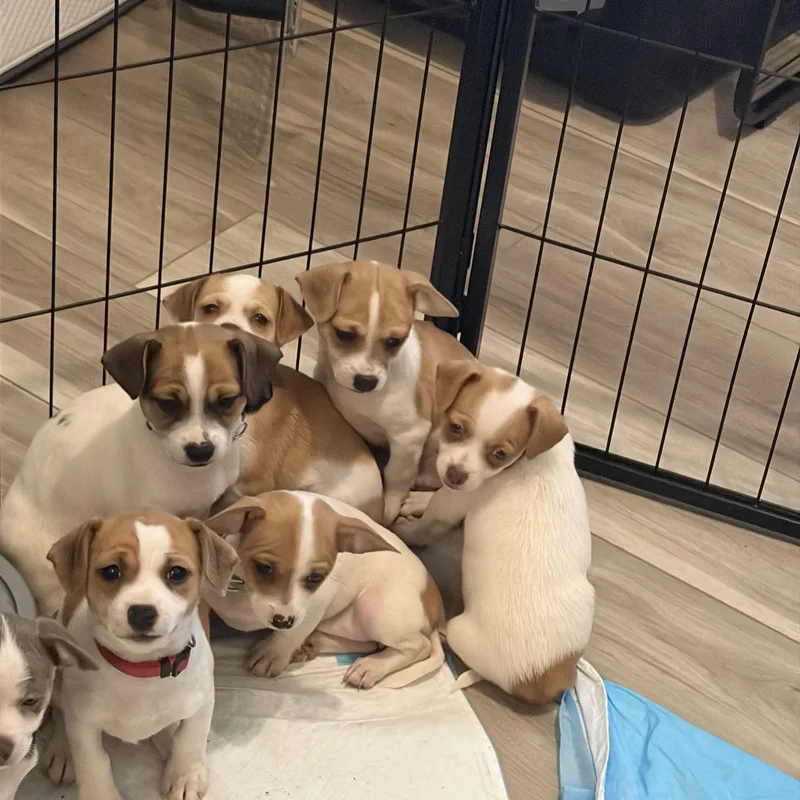 A baby small-sized female Chihuahua dog named Lulu for adoption in atlanta, GA
