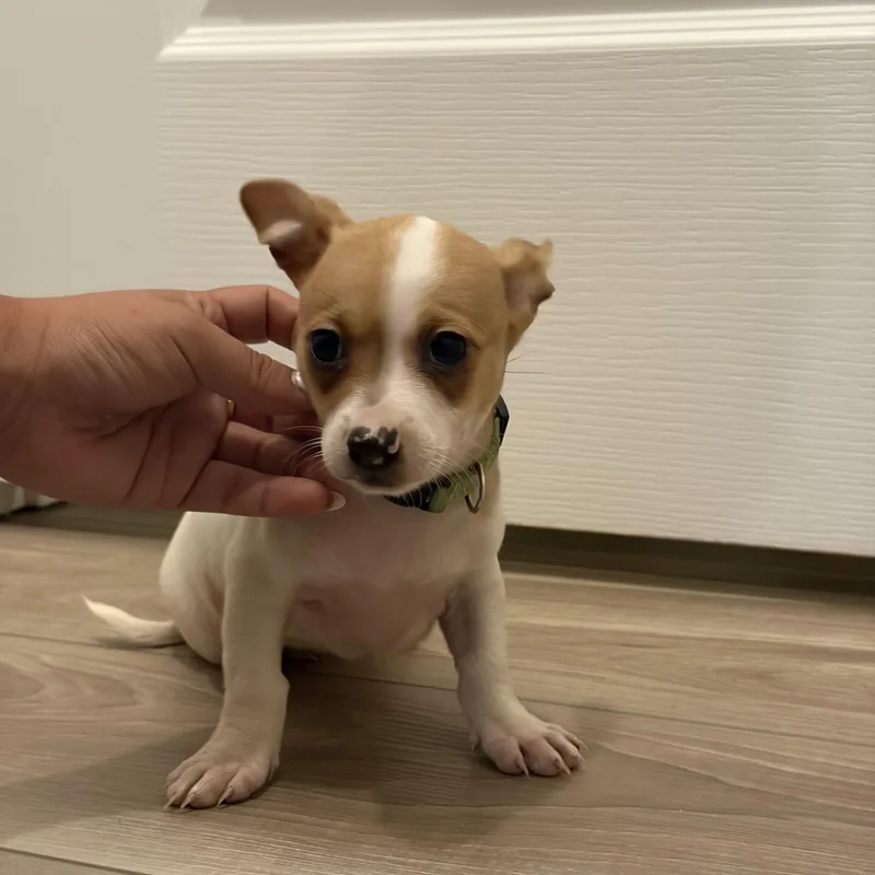 Lulu thumbnail 2