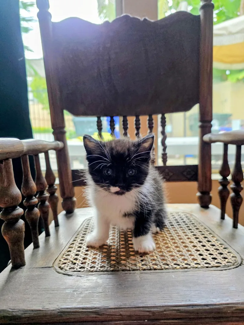 A baby medium-sized female Black & White / Tuxedo Domestic Medium Hair cat named Princess for adoption in Monrovia , CA